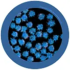 Dettaglio microscopico del virus del catarro reale