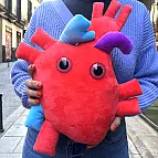 Peluche anatomico a forma di cuore 